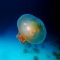 Playing with manual white ballence. Jellyfish near Bigej Island, Kwajalein Lagoon