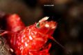 Red shrimp taken with patima 350d housing, 100mm macro lens. Basura anilao philippines.