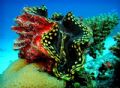 Giant Clam, Near Bigej Island. Fairly shallow water, 30 feet. I finaly got the strobe setting to work with my camera after many attempts :-)