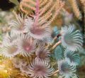 Tube Worm Bouquet in Cayman Brac.Canon 20D 18mm