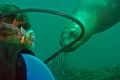 Diver with Curious Sea Lion - Taken in Sea of Cortez (Mexico) at San Pedro Island near Guaymas.