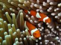 Nemo I am you father - Clown fish on the Great Barrier Reef