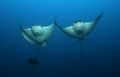 Taken at Cocos island at the Channel of Manuelita. A beautiful rare dnace of eagle rays during their mating season.