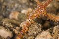 taken with patima 350d housing. Basura night dive in Anilao philippines. Close up shot of ornate ghost pipefish