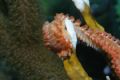 Bearded Fireworm,Bonaire, Canon 20D