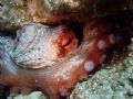 Small and amiable Octopus...