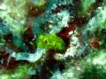 Blenny
Key Largo, Florida