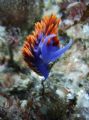 Spanish Shawl. This picture was taken during my first time diving with a camera.