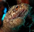 tiny eel, off waikiki near turtle canyon