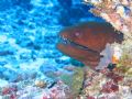 Moray eel who just wanted to pose for pics! Canon Powershot A510 with built in flash and underwater mode.