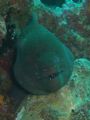 One of the many Morays that we saw when Diving off the island of Faru in September 2006.