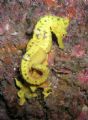 Yellow Seahorse