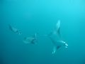 Three Mantas