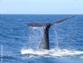 Ballena Franca Austral, en Puerto Piramides, en un avistaje de ballenas espectacular con muchas colas!!