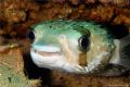 Happy looking balloonfish. Very common in the Sea of Cortez.