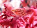 Longnose Hawkfish at Big Drop-off in Palau.