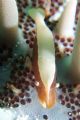 I spotted a huge crown of thorns feeding on the corals, and wanted to take a photo when this little thing hopped around and caught my attention, like a trained model it came right for my camera! :D