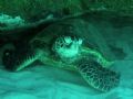 this was a green sea turtle under a ledge... i took this picture with a canon A520 digital camera with factory housing...