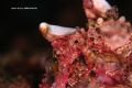 frogfish 350d twin inon z240