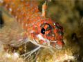 Lizard Triplefin, Sea of Cortez