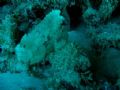 leaf scorpion fish off of nautilus reef of kiwalo basin hawaii... the picture was taken with a canon A520 digital... with no flash or strobe... natural light only...