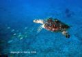 Terry the turtle. St. Thomas, U.S. Virgin Islands