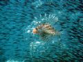 Just finishing dive in Dahab, on a way to shore (just 2m deep water), saw Lion Fish surrounded by a school of Glass Fish, moving fast around Lion. I just enhanced colors a bit, the rest is original!!!