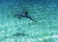 Image taken while freediving Nassau, Bahamas.