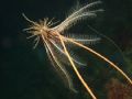 the crinoid Antedon rosacea on gorgonean Primnoella chilensis taken in rocky walls at the magellan region, Chile