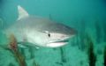 Tiger Time!
This shark is all of 9 to 10 feet in length. Used my wide angle lens on my DC500 SeaLife camera. Taken Nov. 2006 north of Grand Bahama. No cage, and there were two other Tiger Sharks and 8 Lemon Sharks swimming all around us. What a rush