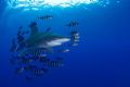 Longimanus with a lot of pilot fishes and remora; Elphingstone reef, august 2006
D200, 10.5mm