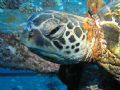 This is literally my first shot I took with my new digital camera. As I settled down on the YO257 off of Oahu Hawaii, this turtle was snoozing on a hatch