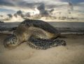 Turtle beach on Oahu. Taken topside after a snorkeling trip.