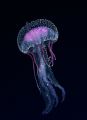 macro shot of free swimming jellyfish taken at 16 metres from below in full daylight at big habil southern red sea