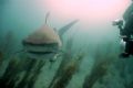 Tiger shark, used my DC500 Sealife camera w/ wide angle lens.