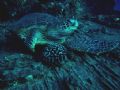 this green sea turtle was ralxing on a wreck called the Y.O. 257 of diamond head oahu hawaii... it was laying at a depth of 95ft the picture was taken with a canon A 520 digital camera... no flash netural lite..