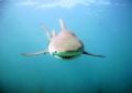 Lemon Shark, using SeaLife DC500 pro set w/ wide angle lens.