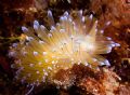 Janolus cristatus. Taken with E900, D2000, 2 macro lenses and a torch. Regards from Spain. One of the most beautiful nudibranchs I know