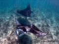 Mantas. This photo was taken while snorkeling, with no strobe and a filter. I also used a wide angle with my E900. I hope you like it!