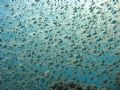 A school of glassfish that allowed me to get close by moving slowly. I had to hold my breath because my bubbles were frightening them.