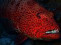 coral trout taken at elphinstone, he was a big fella at 3 feet! taken on fuji 710 compact no strobe