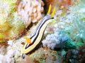 pyjama nudi taken at fury shoal southern red sea with fuji 710