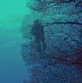 gorgonian and diver taken at little brother, southern red sea, on fuji 710
