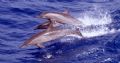 three amigos !took this shot with a friends camera, while we were de kitting after a dive with oceanic white tips at elphinstone hadent seen any dolphins all week because of the sharks. nice way to end a safari