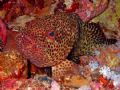 little rock grouper , just chillin on the reef. taken at abu nuhas on fuji 710