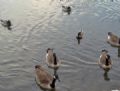 Canadian Geese