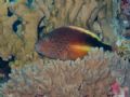 hawk fish taken at jackson reef northern red sea on fuji 710 compact