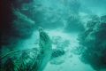 Green Turtle @ 20m, taken with 15m Kodak disposable camera.
Mnemba Atoll, Zanzibar October 2006.