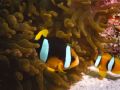 Clown fishes in their anemone.
Sea and sea MX10 with macro lens.