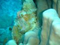 stone fish i took this photo in red see gulf of aqaba.in the japanes gaurden sit dive.